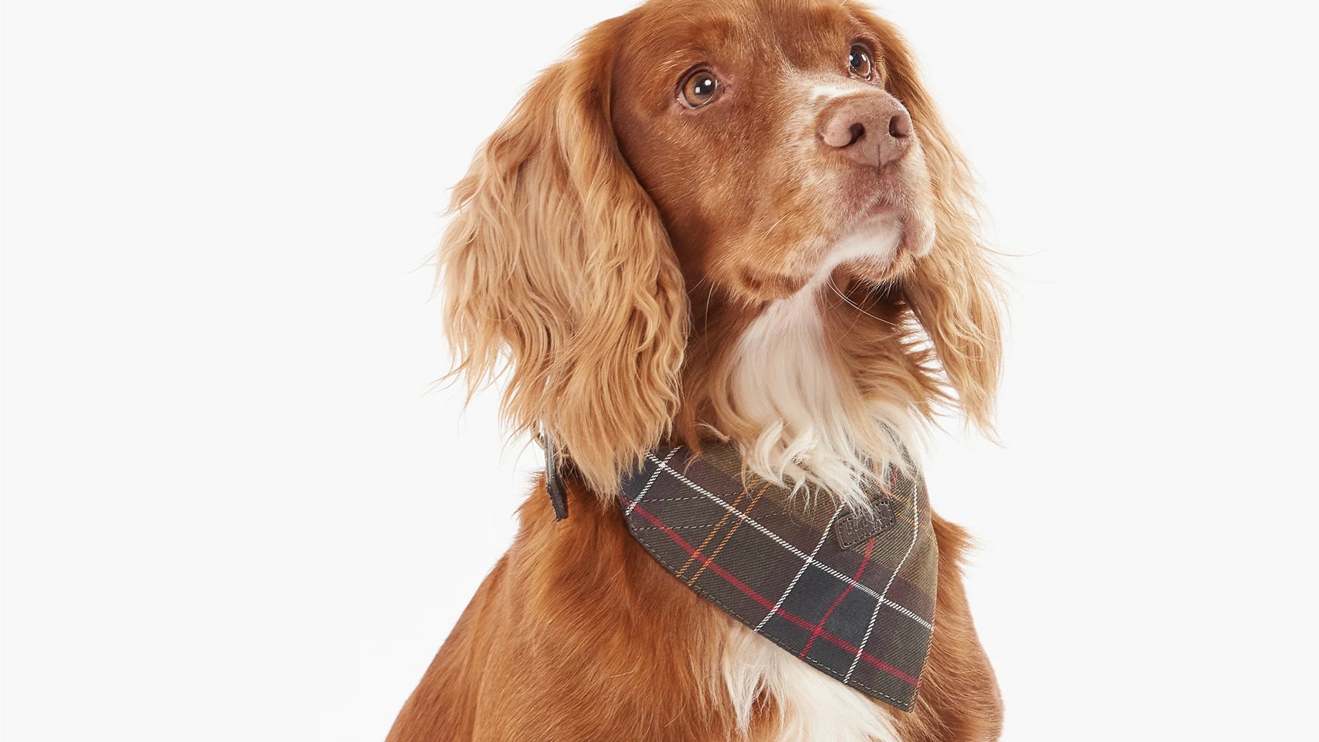 Barbour Spaniel Dogs – Barbour NZ