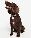 Barbour Reflective Tartan Dog Collar