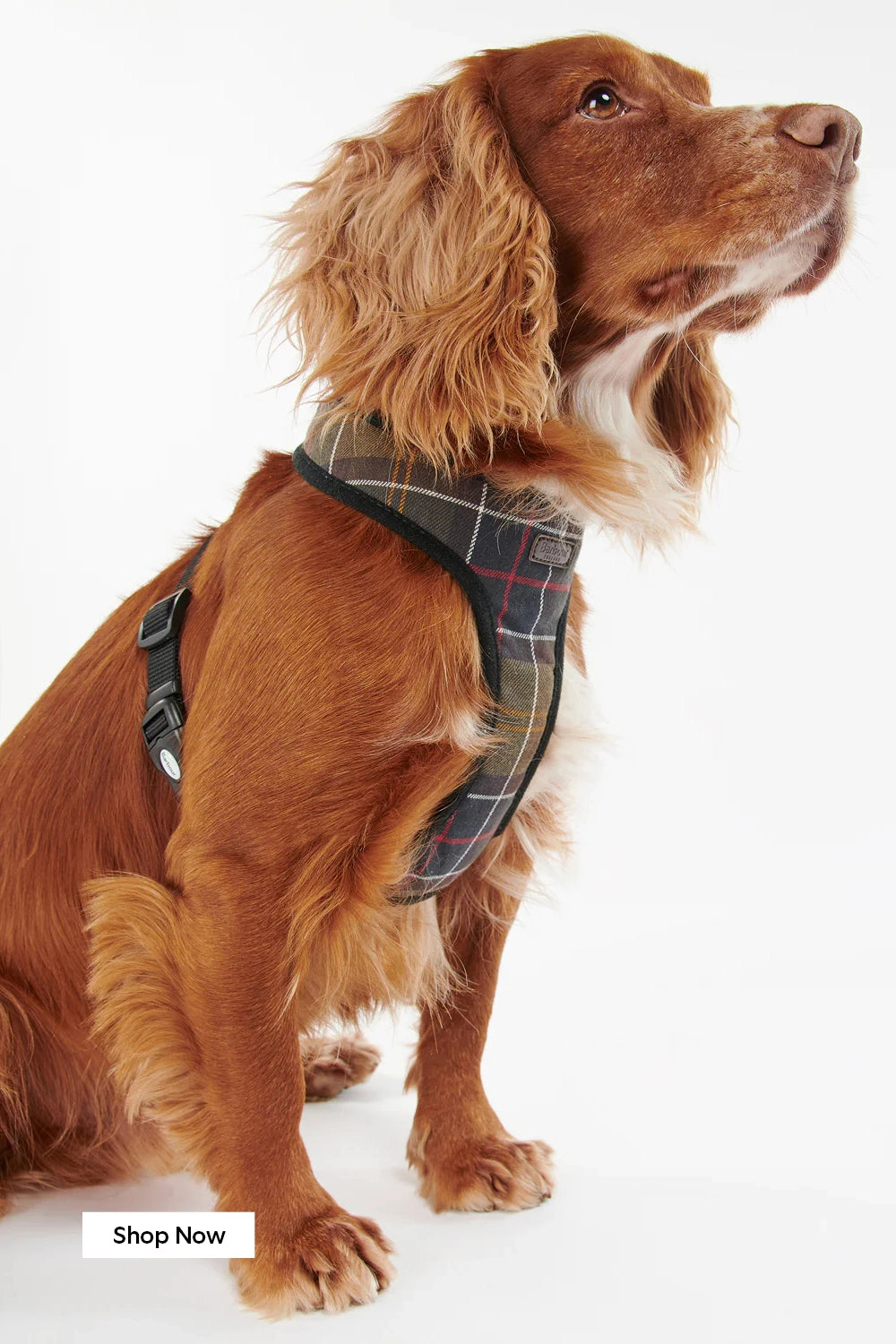 Dog Coat
